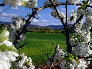 Santa Engracia del Jubera