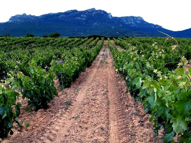 Bodega del Monge-Garbati