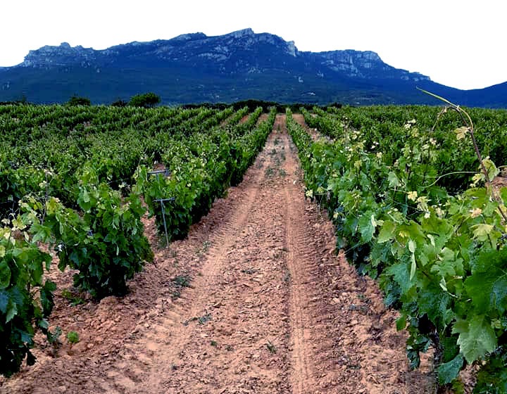 Bodega del Monge-Garbati