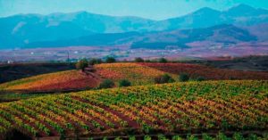 Bodegas y viñedos quiroga de pablo