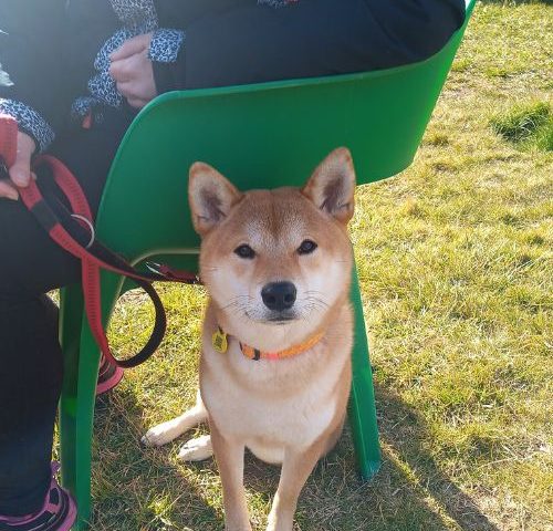 Centro canino alea can