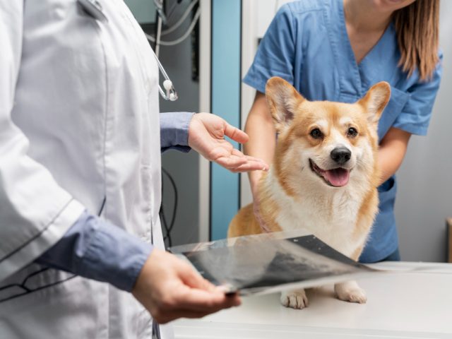 Mascotas clinica veterinaria