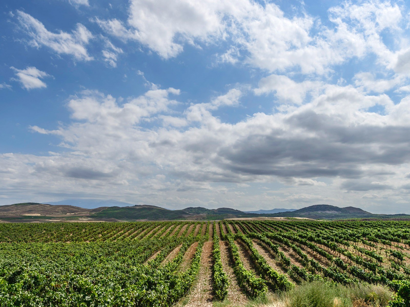 Bodegas Escudero